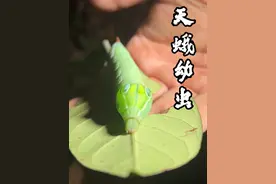 肥嘟嘟的大虫子—天蛾幼虫
#天蛾  #毛毛虫 #动物科普 #探索大自然 #自然奇境科普季视频封面