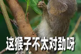 世界上最小的猴子居然没有蚂蚱大 亚马逊丛林生活着一种猴子，叫侏儒狨猴，体型只有12厘米，靠吃树的汁液为生……#动物世界 #动物科普 #神奇动物在抖音 #侏儒狨猴 #野生动物零距离