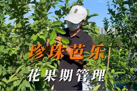 珍珠芭乐的修剪以及套袋注意事项 现在开始留秋冬果了