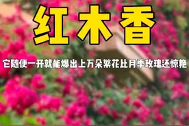只要你敢在家门口种棵#红木香 ，开花时一定是整个村子的网红打卡点，它开花比月季玫瑰还惊艳，见花不见叶#花卉绿植 #爱生活爱养花 #木香花 #家庭种植视频封面