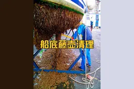 大船底部被藤壶全部吸附，高压水枪一冲一大片，过程真是解压视频封面