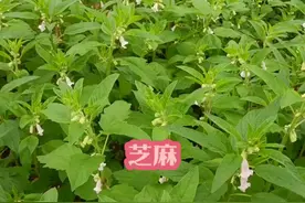 芝麻（内容仅供参考） #芝麻 #植物科普 #植物百科