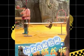 #搞笑 #猫咪 猫咪的高能瞬间，猫就像一台永动机视频封面