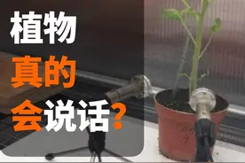 植物缺水和被打的时候都会叫？番茄尖叫的声音放给你听听。研究人员录下了植物的声音。#植物科普 #奇妙的植物 #植物发声视频封面