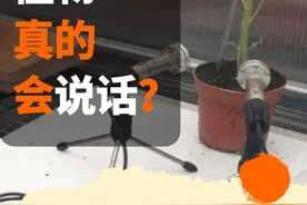 植物缺水和被打的时候都会叫？番茄尖叫的声音放给你听听。研究人员录下了植物的声音。#植物科普 #奇妙的植物 #植物发声视频封面