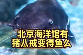 这西游记里猪八戒去水里戏弄蜘蛛精 到底变的是什么鱼？！ #神奇动物在抖音 什么 奔波儿灞也是这种鱼？！ #北京海洋馆 #黑神话悟空 #猪八戒 #奔波儿灞
