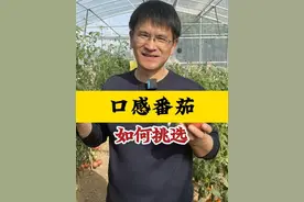 口感番茄各有千秋，教你选择好吃的口感番茄！ #口感番茄 #番茄 #来抖音学农技  #乡村守护人 #新农人计划2024视频封面