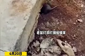 老鼠打洞打到蛤蟆家，将蛤蟆给搬了出来，这个动作可以用搬字来形容吧！#万万没想到 #动物世界视频封面