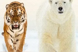 北极熊和东北虎各方面对比 听熊吹说北极熊一掌秒杀东北虎？那么看它如何面对东北虎的手下败将#东北虎 #神奇动物在抖音 #北极熊 #老虎 #西伯利亚虎 #狼视频封面