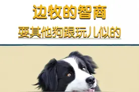 都说了边牧是边牧，狗是狗 #边牧 #狗狗 #牧羊犬视频封面