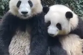 花花和叶正式分开，进入独居生活，为什么和叶更让人担心视频封面