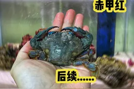 在鱼缸饲养两只赤甲红螃蟹，现在它们怎么样了？ #养鱼日记 #动物视频封面