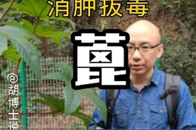 消肿拔毒的#蓖麻 #蓖麻子 #泻下 #胡博士说中医 #植物科普 #中草药知识 #识百草 #你的家乡有这种植物吗视频封面