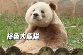 唯一圈养的棕色大型猫，七仔！有800个心眼子 #熊猫 #七仔