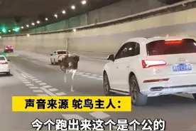 郑州高架鸵鸟狂奔大结局，鸵鸟已被抓并妥善安置，主人：母鸵鸟在别处治疗，它寻妻心切出逃，影响大家出行诚挚道歉#万万没想到 #鸵鸟视频封面