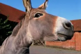 倔驴，一种倔强到你怀疑人生的神奇物种#倔驴 #驴 #动物科普