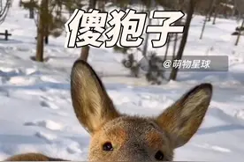 东北人自己卡皮巴拉，傻狍子！ #傻狍子 #矮鹿 #动物科普 #神奇的动物在抖音