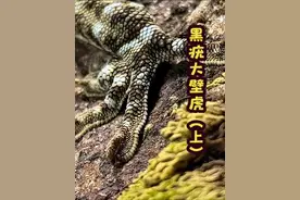 龙年发现吉祥物—黑疣大壁虎
#黑疣大壁虎 #大壁虎 #蛤蚧 #自然科普 #神奇动物在抖音 @抖音短视频视频封面