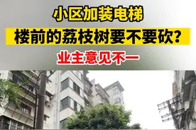 福州一小区加装电梯，楼前的荔枝树要不要砍？业主意见不一视频封面