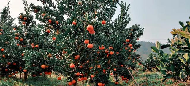 廉江红橙：阳光里的新鲜甜橙