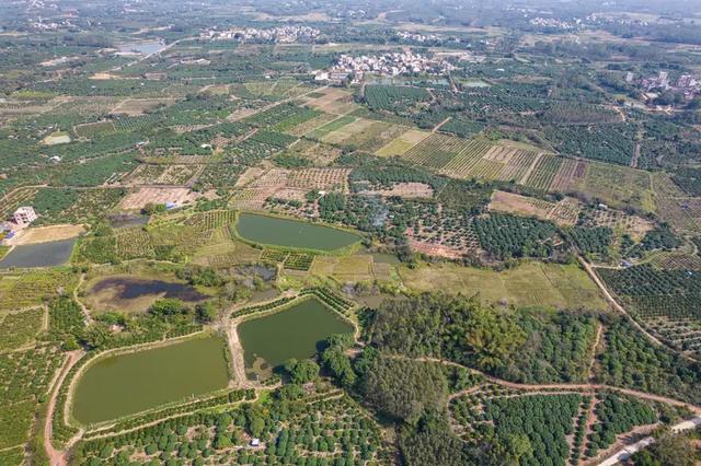 廉江红橙：阳光里的新鲜甜橙