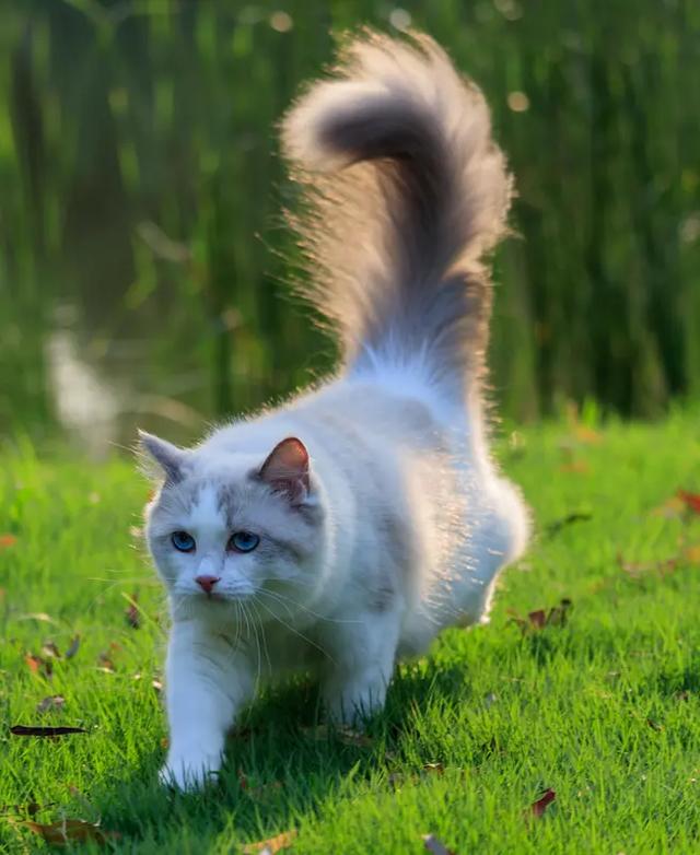 tail是什么意思英语（英语单词tail的多面含义与用法）