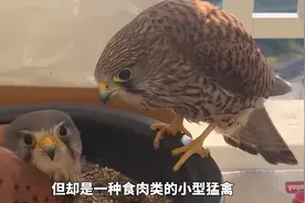 屋主家阳台被红隼夫妻“盯”上，花盆生蛋后要屋主负责“月子”