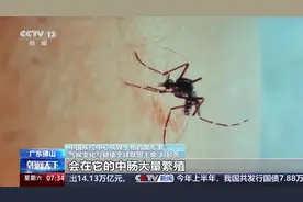 基孔肯雅热疫情如何防范？被携带病毒的伊蚊叮咬后一定会感染吗？