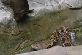 绿森蚺 vs 网纹蟒 – 谁才是蛇中之王？视频封面