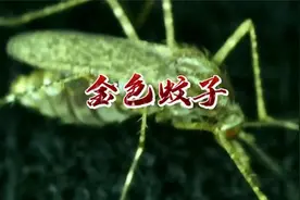 全国首次！海关截获金色蚊子，原产于美国等地，可传播多种病毒！