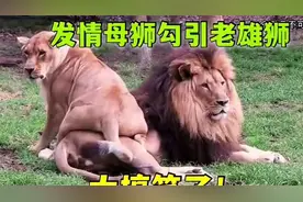 发情母狮不断挑逗老雄狮，可老雄狮身体不允许自己造次，太搞笑了