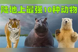 陆地上最强大的10种动物排行榜，犀牛被大象一招就制服了！