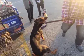 恶犬川红主人束手无策，格子哥手挥铁夹子，直接老老实实送入狗车