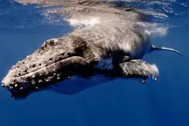 动物世界：海中巨兽，探索海洋深处不为人知的秘密 #鲸鱼🐳