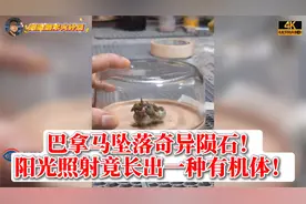 巴拿马坠落奇异陨石！阳光照射竟长出一种有机体！