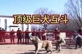 顶级巨犬互斗，野性力量十足，实在太震撼！