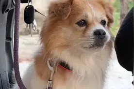 奇迹般的重逢！走丢狗狗四年后一眼认出主人，场面泪目！