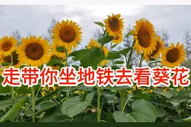 走60岁姐姐坐地铁带你去看免费的葵花花海，拍照最美六七月