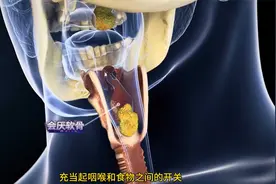 食物如何在你体内形成粪便的，人体消化系统工作原理#骨骼