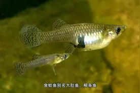 水潭里常见的小鱼，竟是究极生态噩梦？食蚊鱼的真面目视频封面