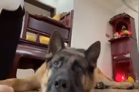 看到主人是双胞胎，德牧的反应让人笑翻！