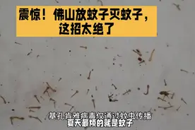 震惊！佛山放蚊子灭蚊子，这招太绝了