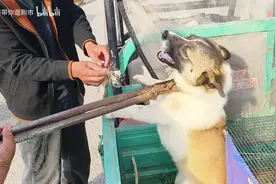恶犬爱咬人，卖狗肉车牙齿咬住铁夹咯吱咯吱响，鬼哭狼嚎还不断撕