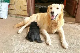 金毛犬被土狗偷偷配种，生出一只奇形怪状的小狗，拍给大家看一下