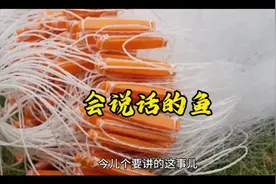 会说话的鱼儿，今天一起学习新知识！