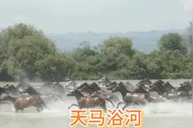 新疆伊犁州昭苏湿地公园看天马浴河表演，太震撼了