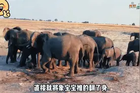 小象出生的全过程，可把母象愁坏了，出生前与出生后都要愁