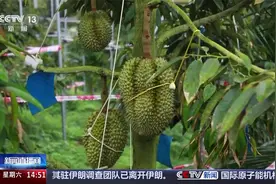 海南三亚 今年首批“树熟”榴莲开始采摘