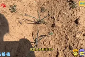 高标准农田设施成“摆设”?人民网记者调研发现，一些地方高标准