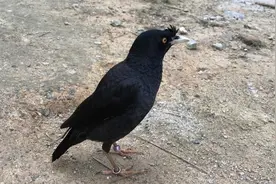 散养三年的八哥，这样跟主人互动，让主人哭笑不得，太萌了